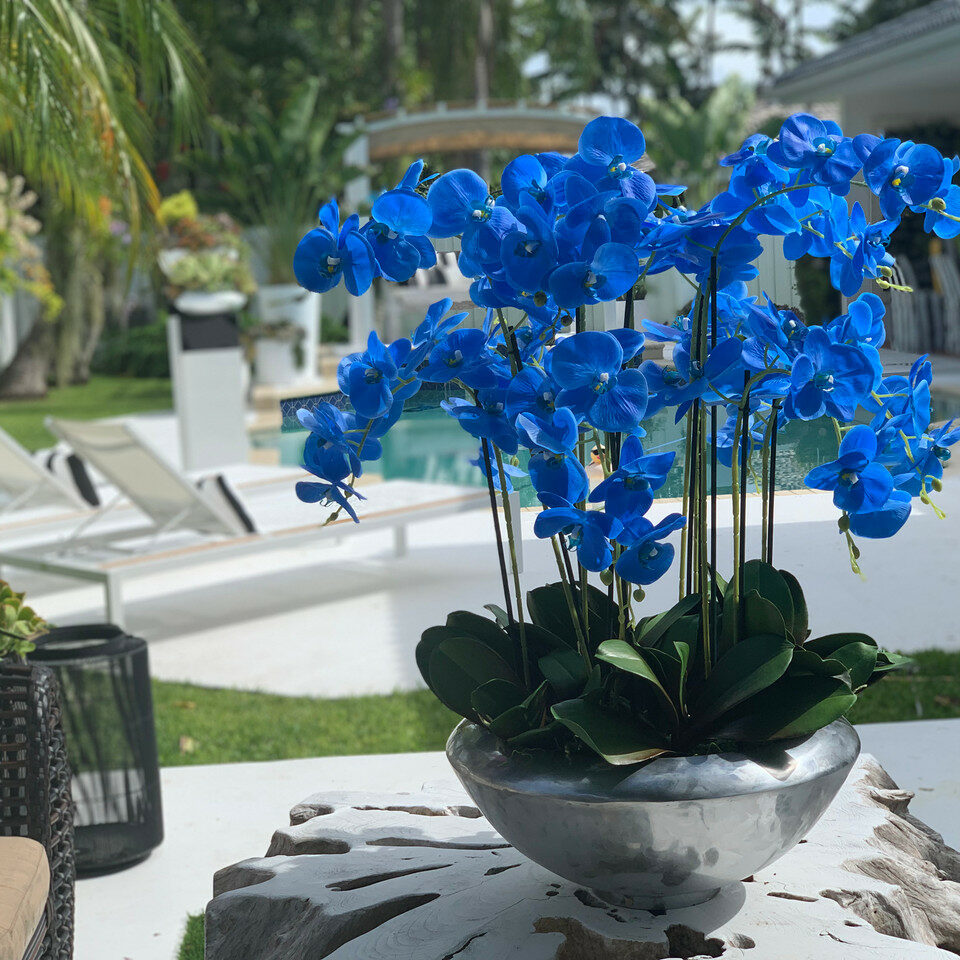 Avenue-Schale mit blauen Phalaenopsis-Orchideen