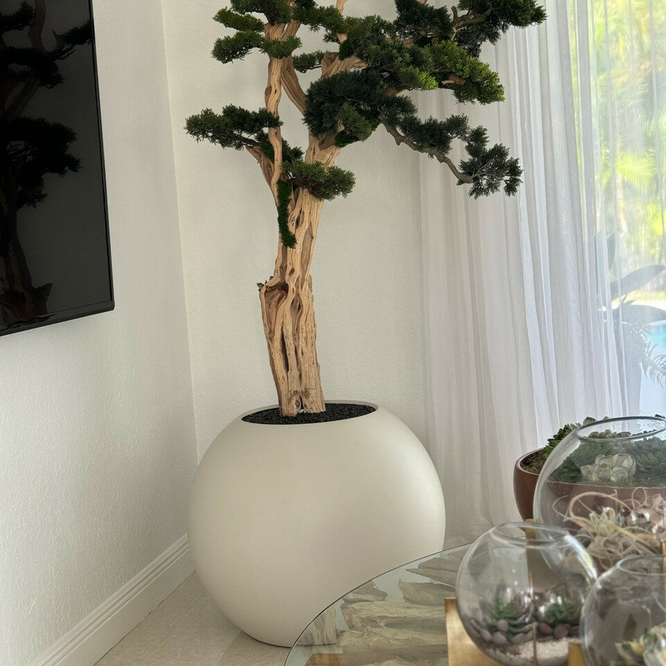 Bonsai im satinierten beigen Globusgefäß von 75 cm