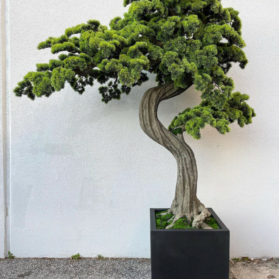 Großer Bonsai-Baum Block