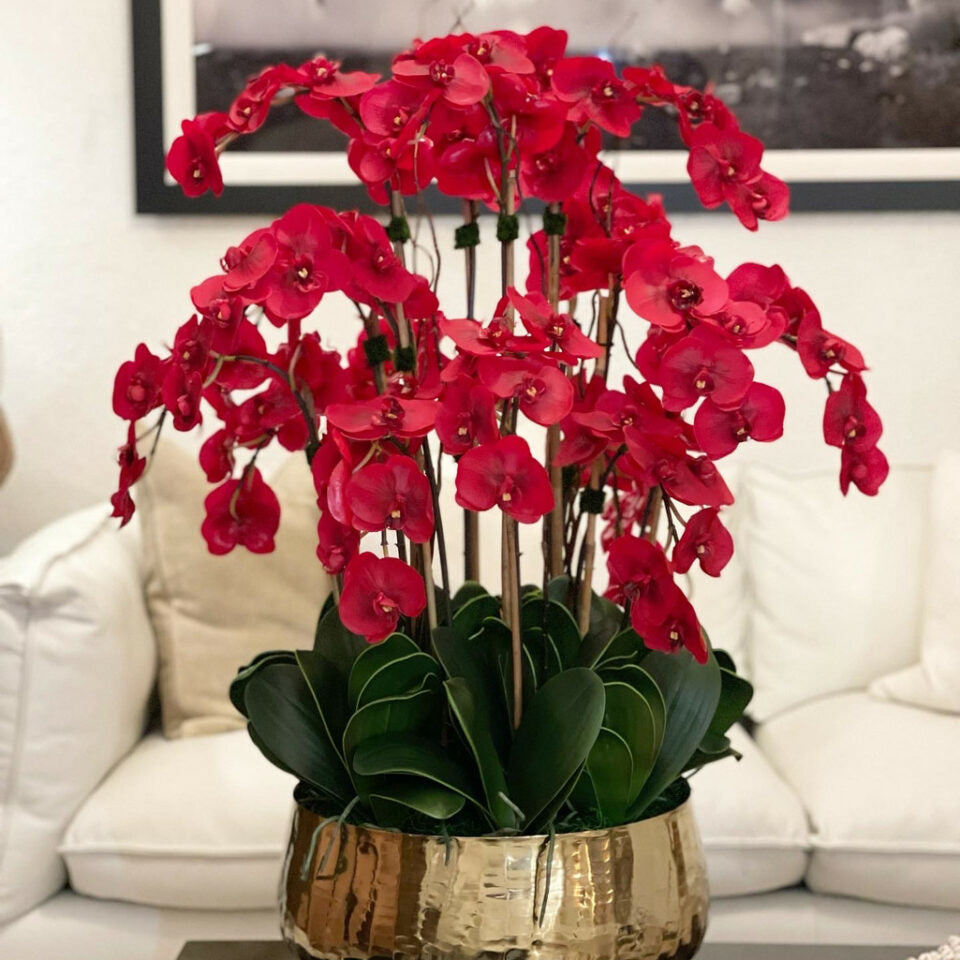 Rote Phalaenopsis-Orchideen in einem mittelgroßen goldenen Blumentopf