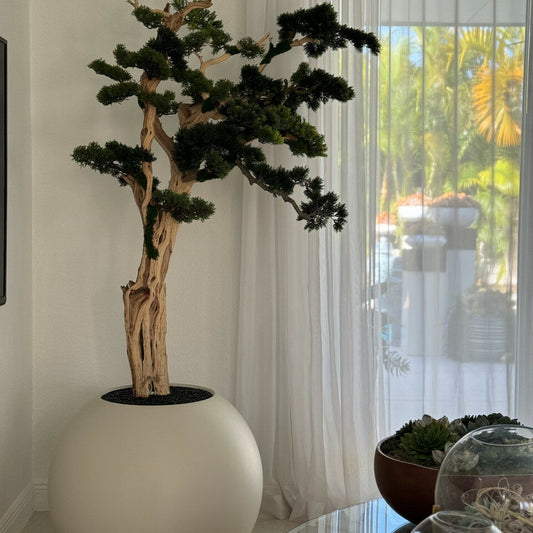 Bonsai im satinierten beigen Globusgefäß von 75 cm